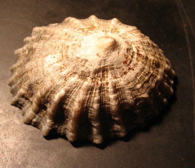 Patella intermedia